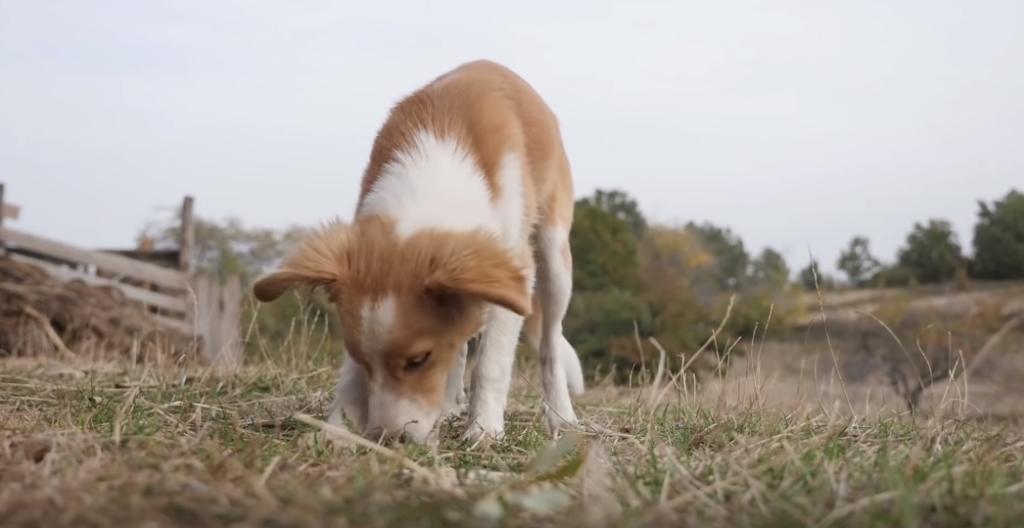 How Long to Keep Dogs Off Grass After Using Weed Killers