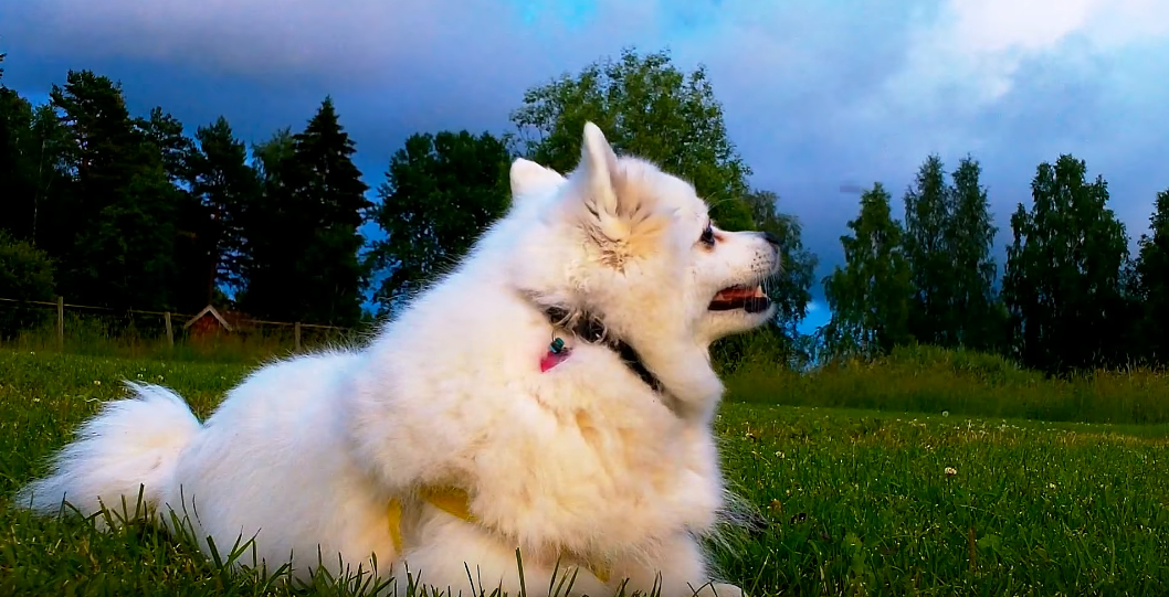 How Long to Keep Dogs Off Grass After Using Weed Killers Grass Killer