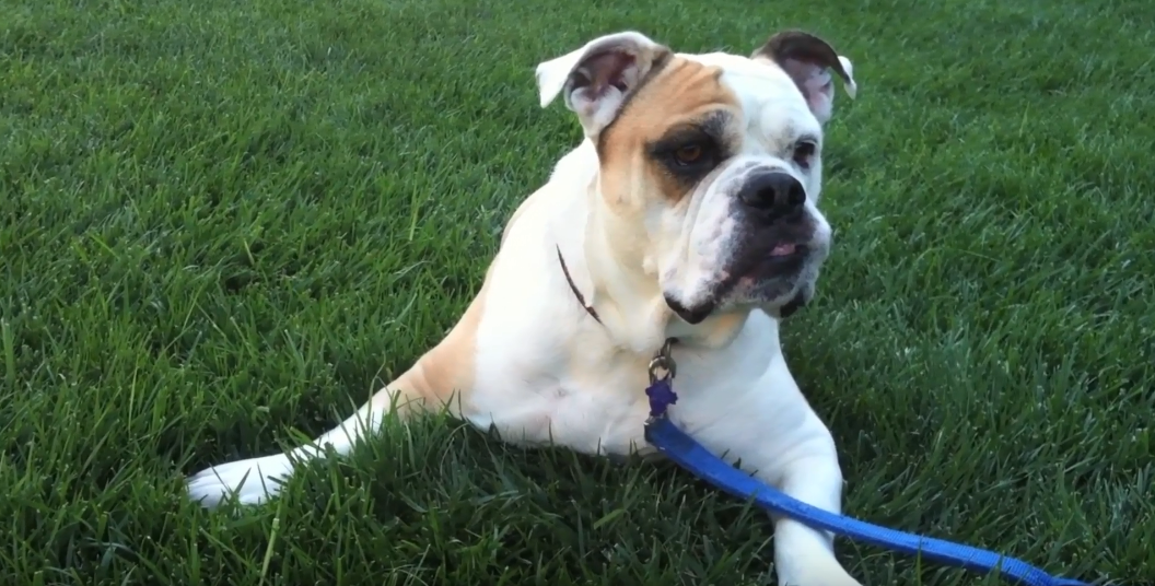 How Long to Keep Dogs Off Grass After Using Weed Killers Grass Killer