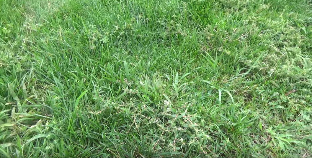 How Long Does it Take for a Weed Killer to Work [Answer Here] Grass