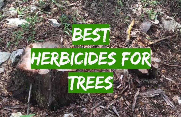 Top 5 Best Herbicides for Trees [2021 Review] Grass Killer