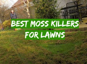 5 Best Moss Killers for Lawns