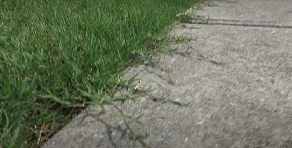 Effective Techniques Helping to Make Bermuda Grass Lawns Thicker