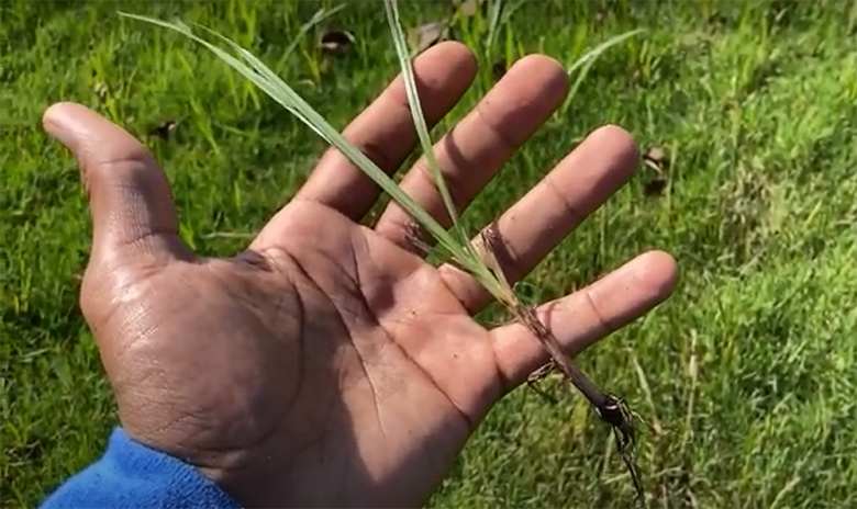 How to Get Rid of Nutsedge? - Grass Killer