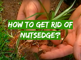 RM43 Mixing Ratio Guide: How to Spray RM43 - Grass Killer