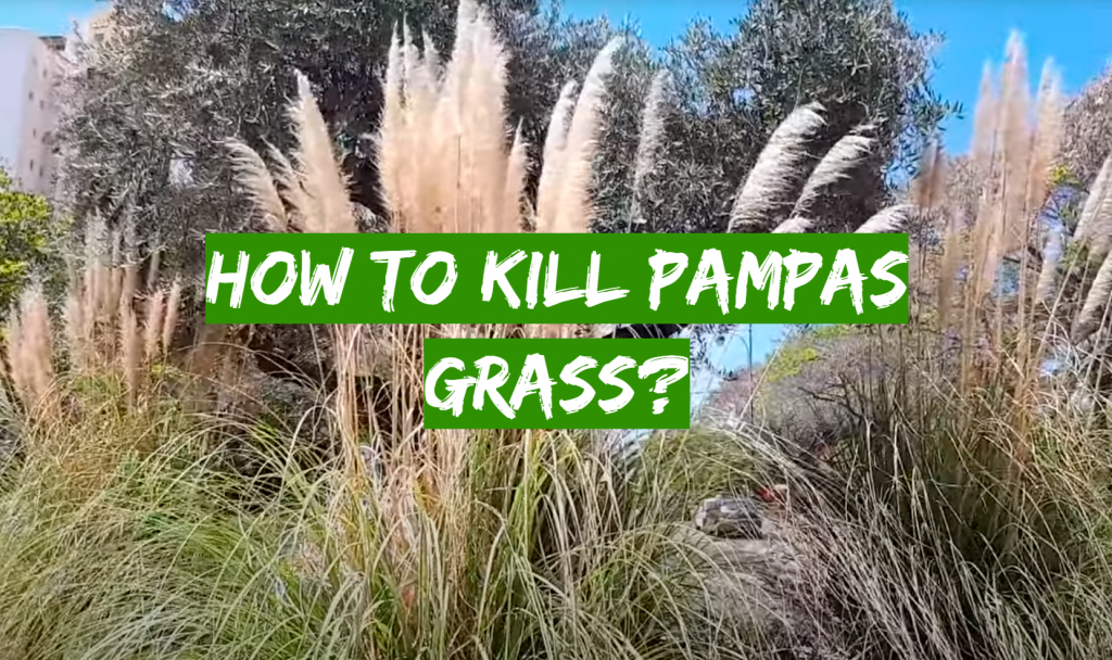 How to Kill Pampas Grass? Grass Killer