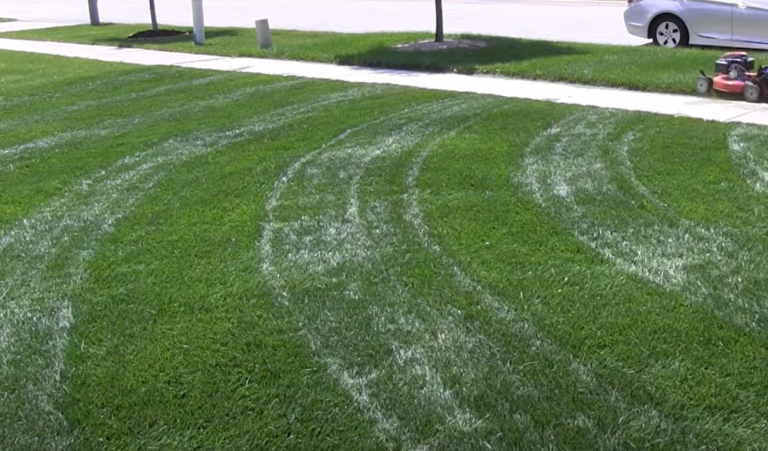 How to Get Rid of Creeping Charlie? - Grass Killer