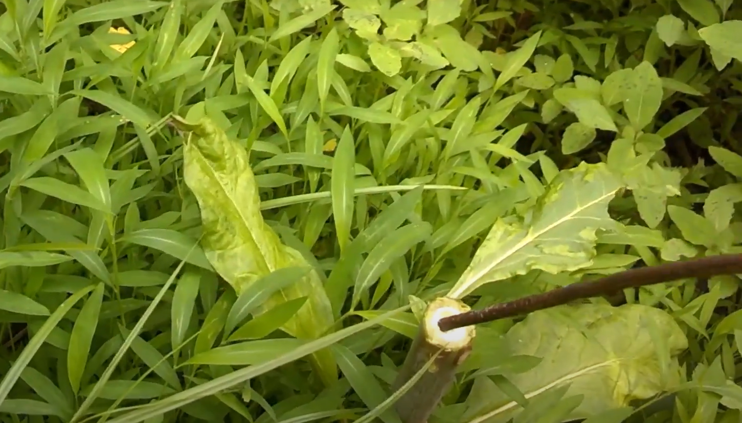 How to Get Rid of Pokeweed? Grass Killer