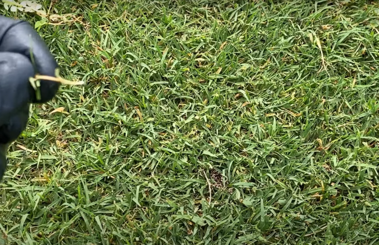 How to Get Rid of Spurge Weed? Grass Killer