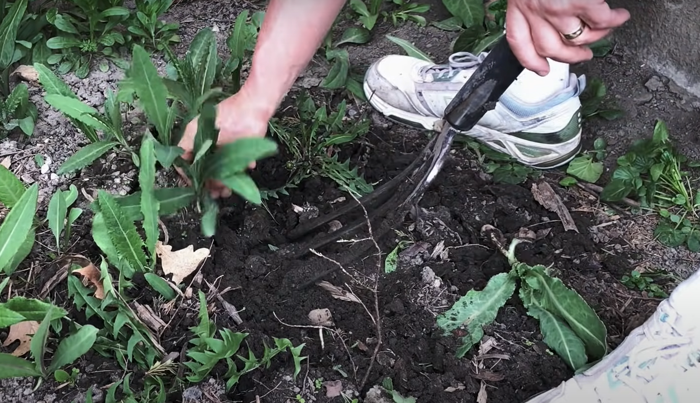 How to Get Rid of Thistle Weed? Grass Killer