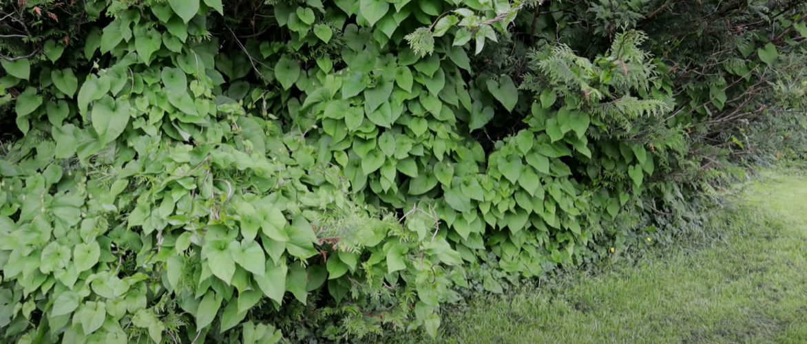 How to Get Rid of Bindweed? Grass Killer