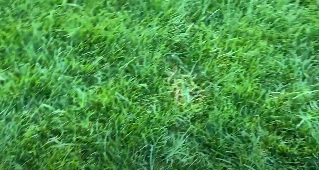 How to Kill Bermuda Grass in Fescue? Grass Killer