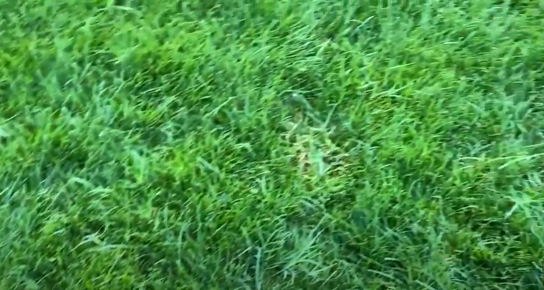 How to Kill Bermuda Grass in Fescue? Grass Killer
