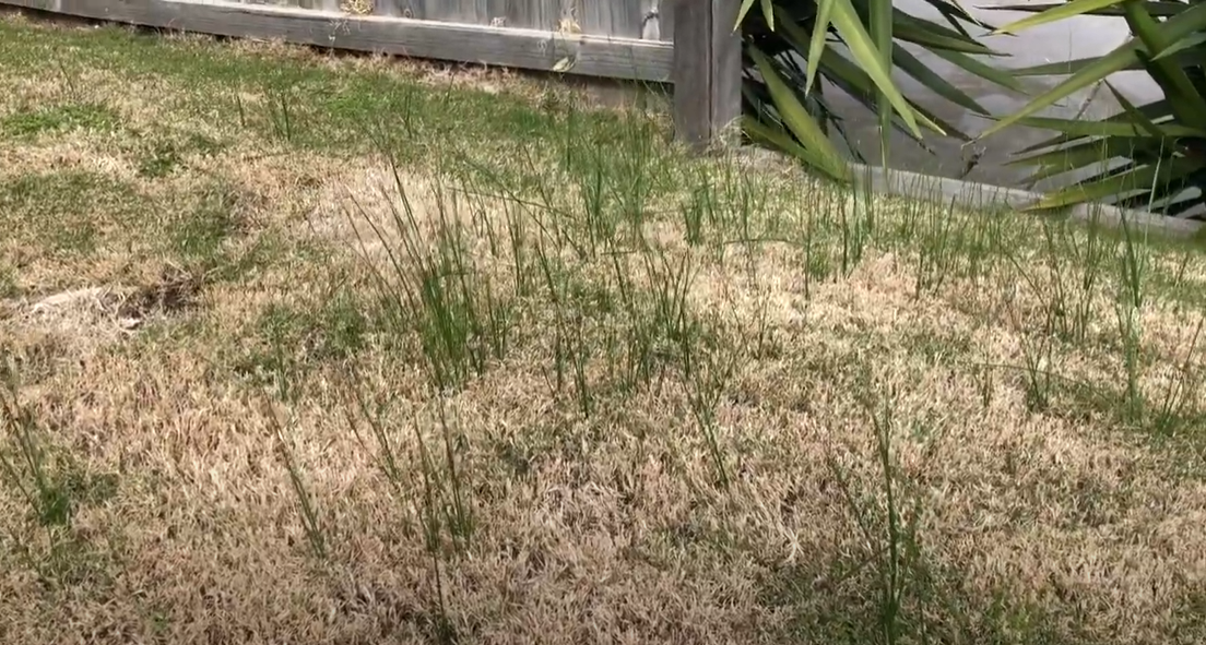 How to Get Rid of Onion Grass? Grass Killer