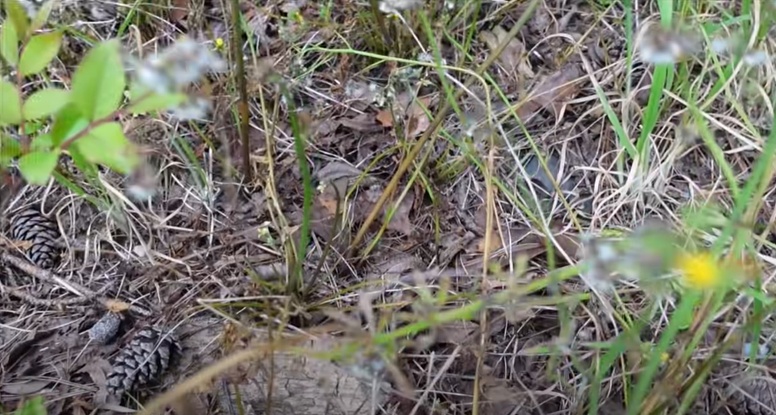 How to Kill Water Grass? Grass Killer