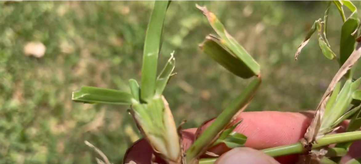 How to Kill St. Augustine Grass? Grass Killer