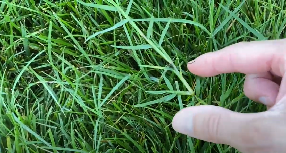 Does Ortho Nutsedge Killer Kill Bermuda Grass at Esther Baker blog