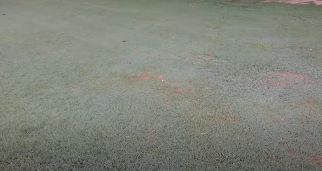 How to Kill Carpet Grass? Grass Killer