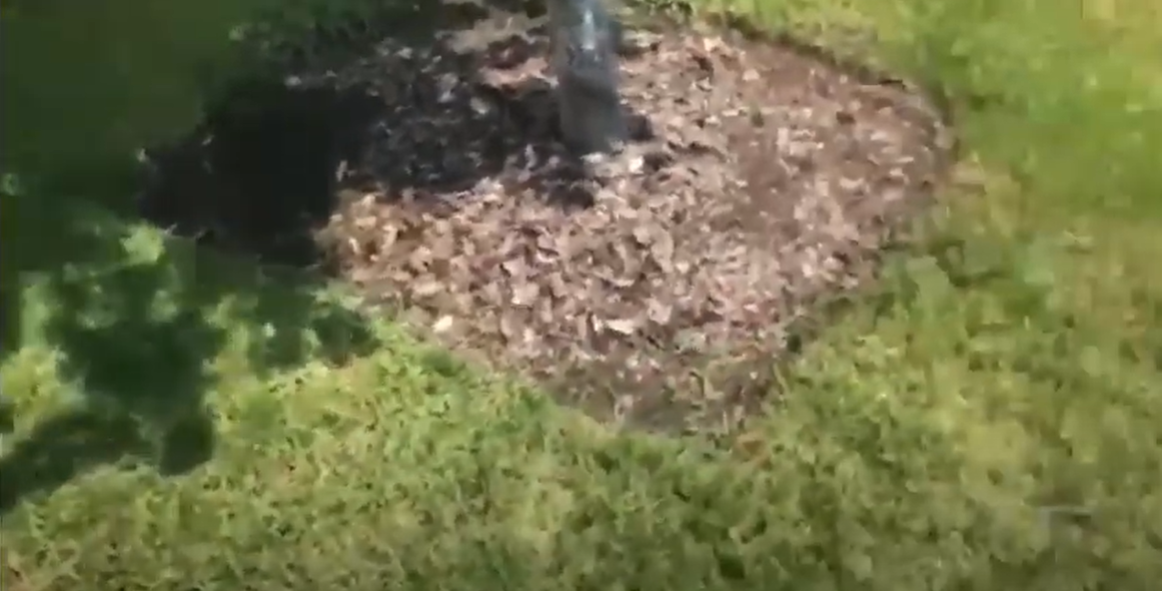 How to Kill Torpedo Grass? Grass Killer