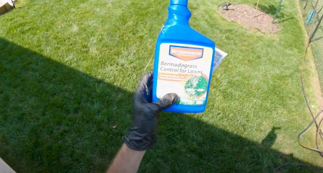 How to Kill Bermuda Grass in Fescue? Grass Killer