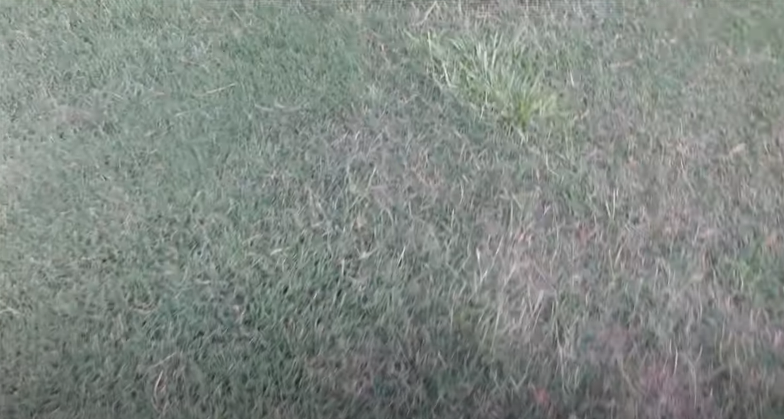 How to Kill Carpet Grass? Grass Killer