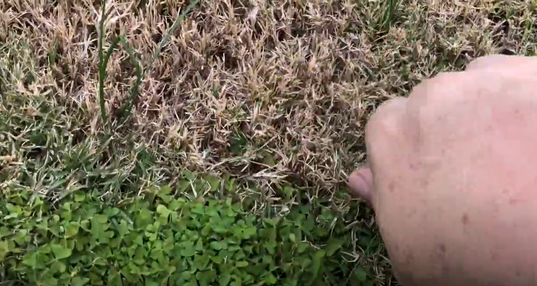 How to Get Rid of Onion Grass? Grass Killer