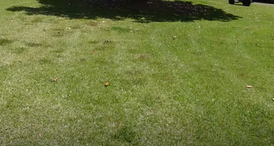 How to Kill Clover in St. Augustine Grass? Grass Killer