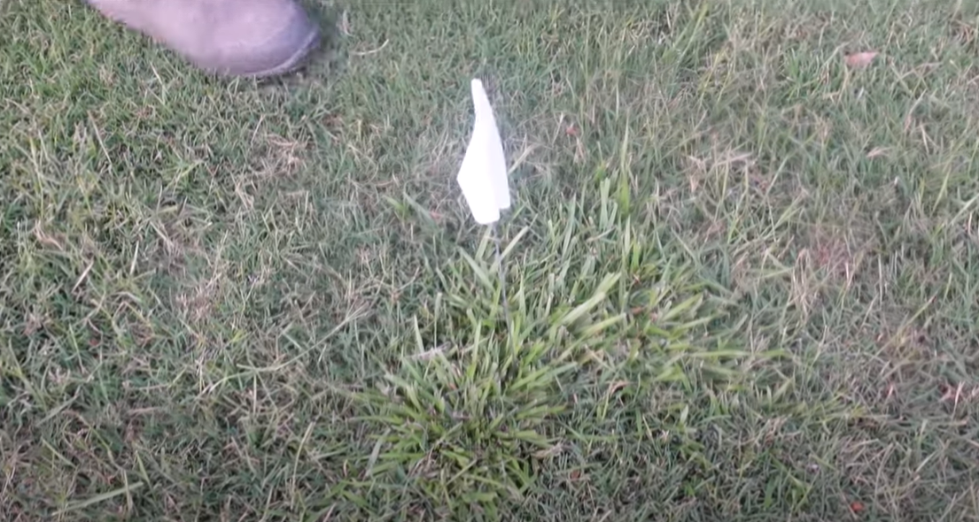 How to Kill Carpet Grass? Grass Killer