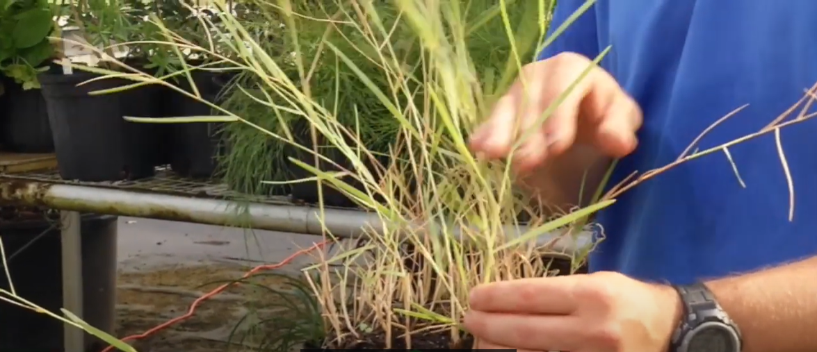 How to Kill Torpedo Grass? Grass Killer