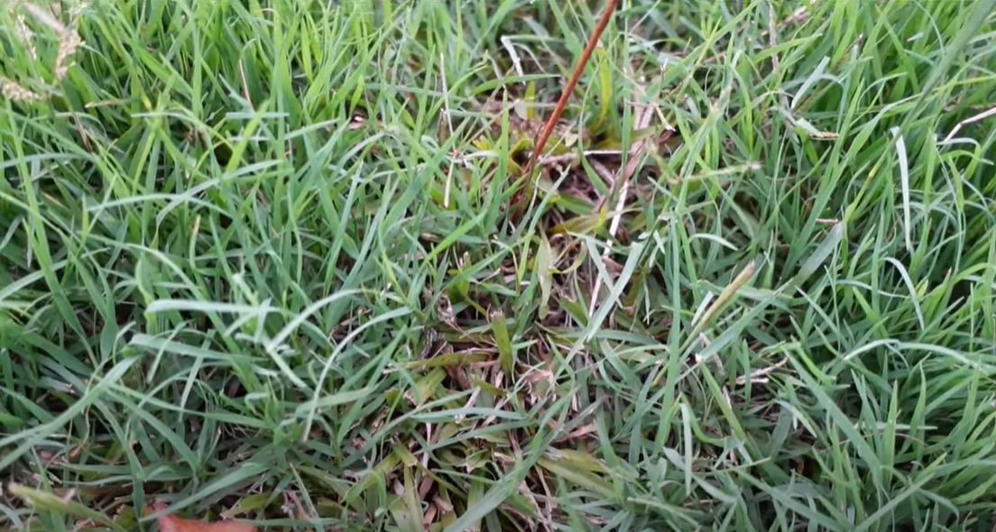 How to Kill Carpet Grass? Grass Killer