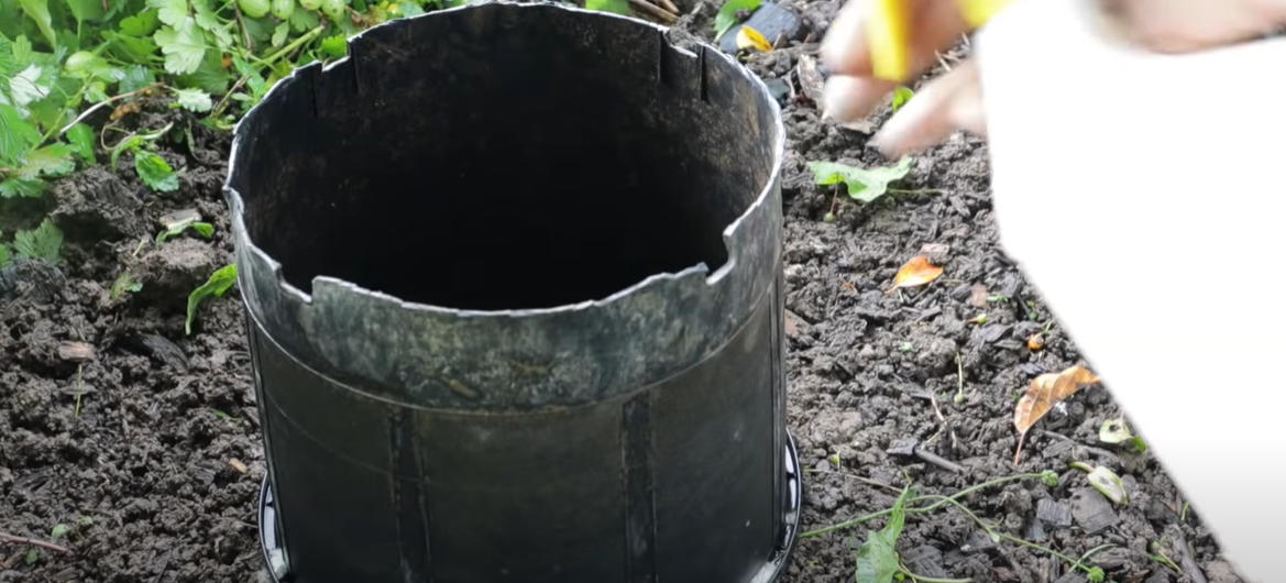 How to Get Rid of Bindweed? Grass Killer