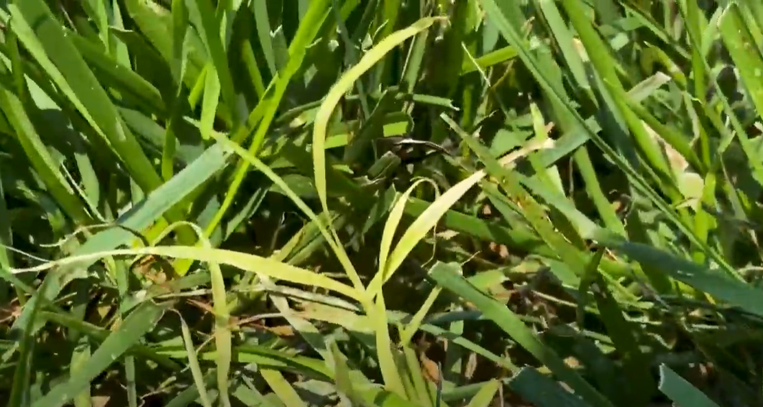 How to Kill Bermuda Grass in Fescue? Grass Killer