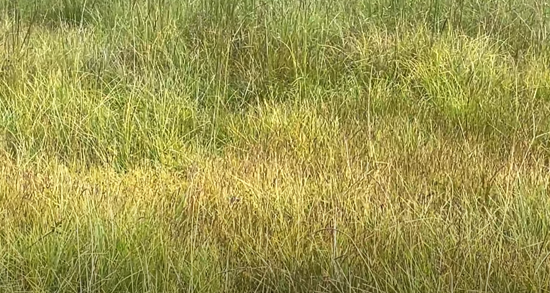 How to Kill Centipede Grass? Grass Killer