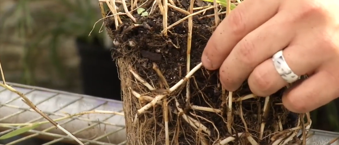 How to Kill Torpedo Grass? Grass Killer