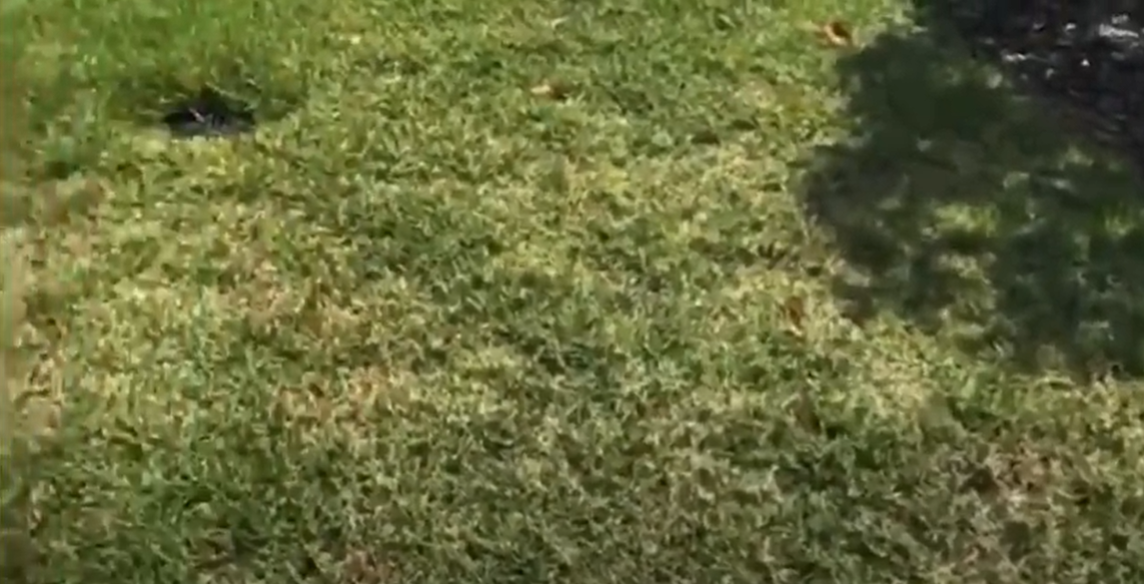 How to Kill Torpedo Grass? Grass Killer