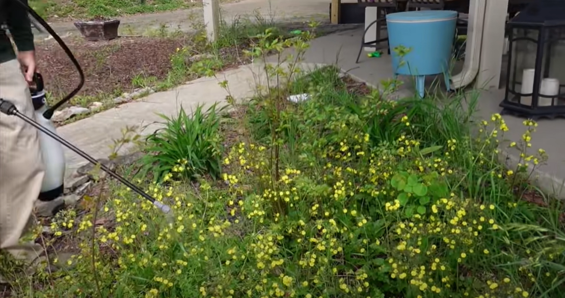 How to Kill Water Grass? Grass Killer