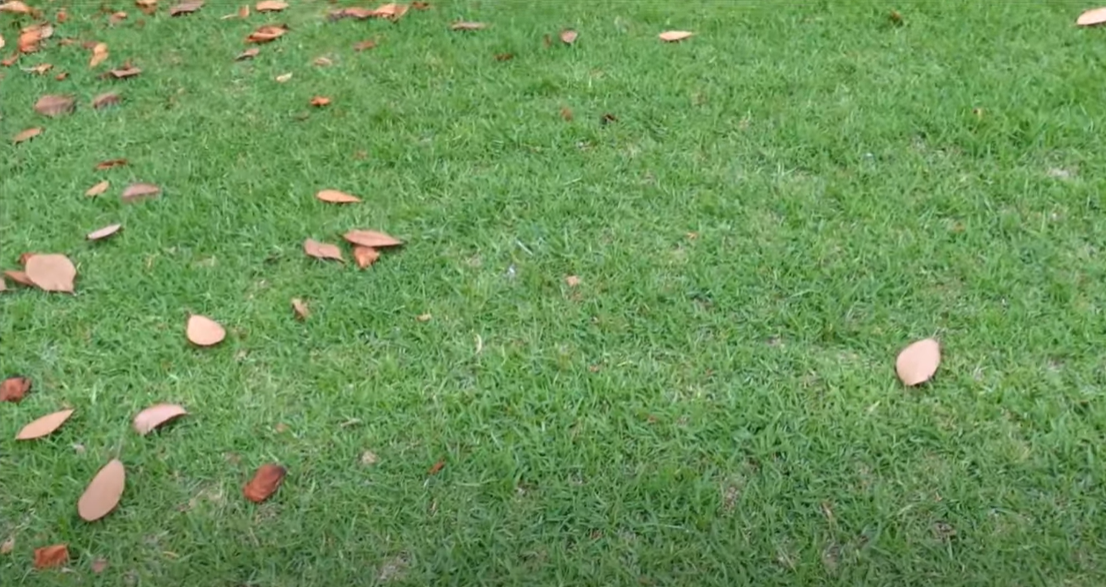 How to Kill Clover in St. Augustine Grass? Grass Killer