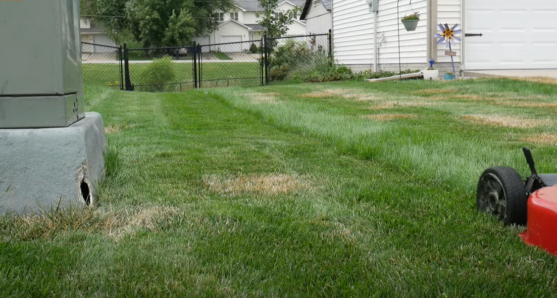 How to Get Rid of Tall Fescue? Grass Killer