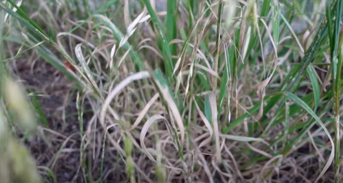 How to Kill Water Grass? Grass Killer