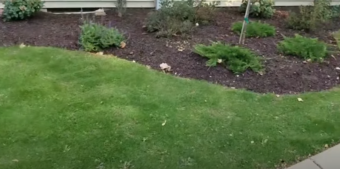 Can You Put Weed and Feed on New Grass Seed? Grass Killer