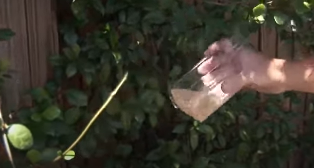 How to Get Rid of Ant Hills in Lawn? Grass Killer