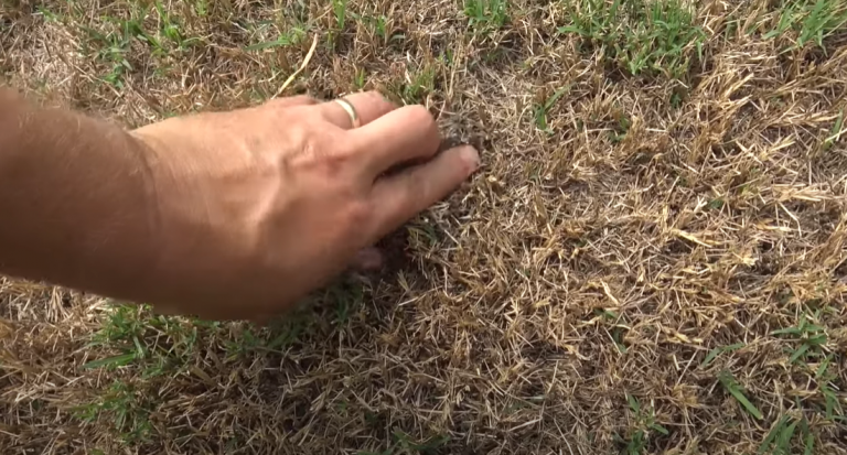 Bermuda Grass Diseases - Grass Killer