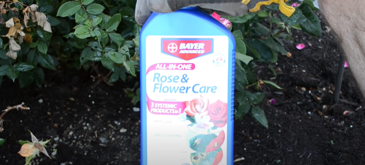 How to Kill Rose Bushes? Grass Killer
