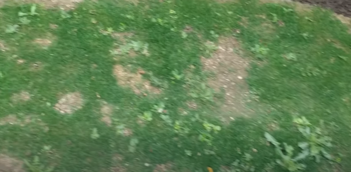 Can You Put Weed and Feed on New Grass Seed? Grass Killer