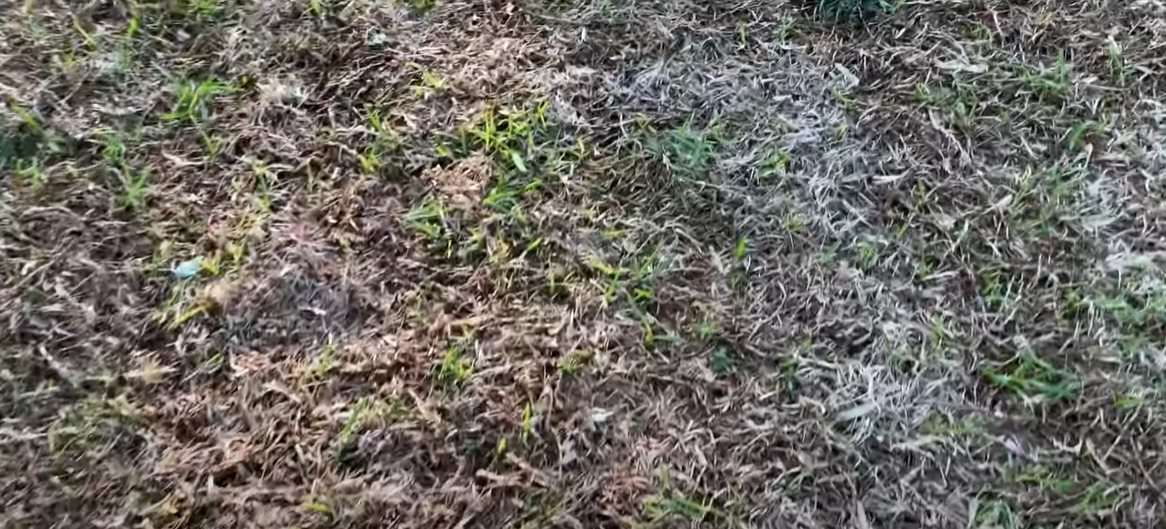 Why Is My St. Augustine Grass Dying? Grass Killer