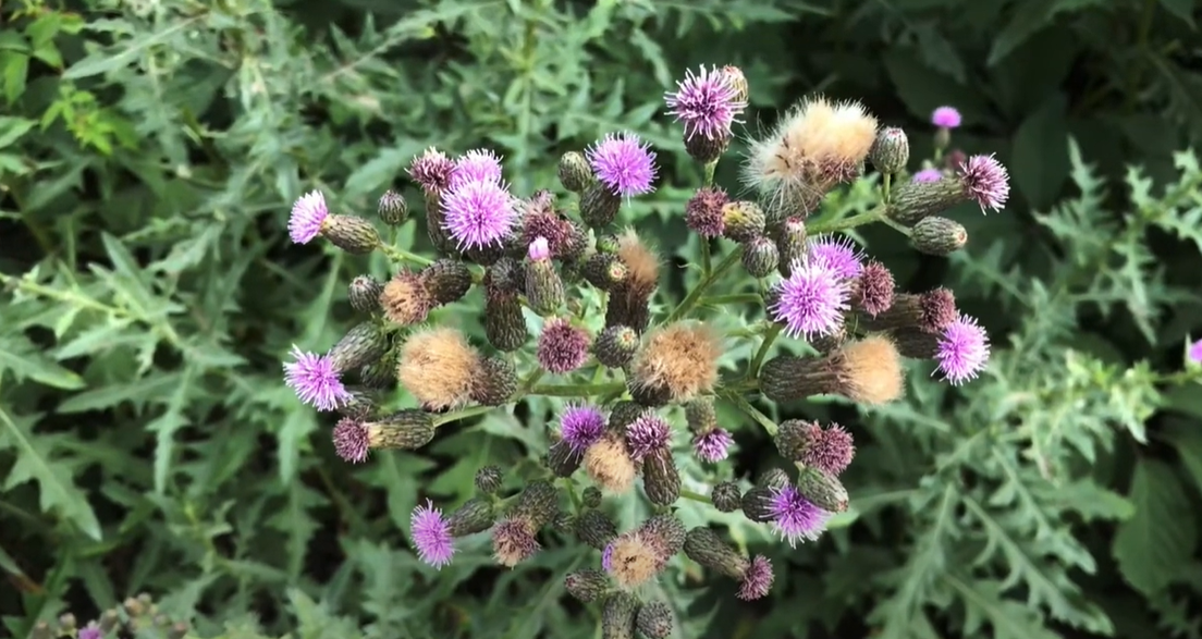 How to Kill Creeping Charlie With Borax? Grass Killer