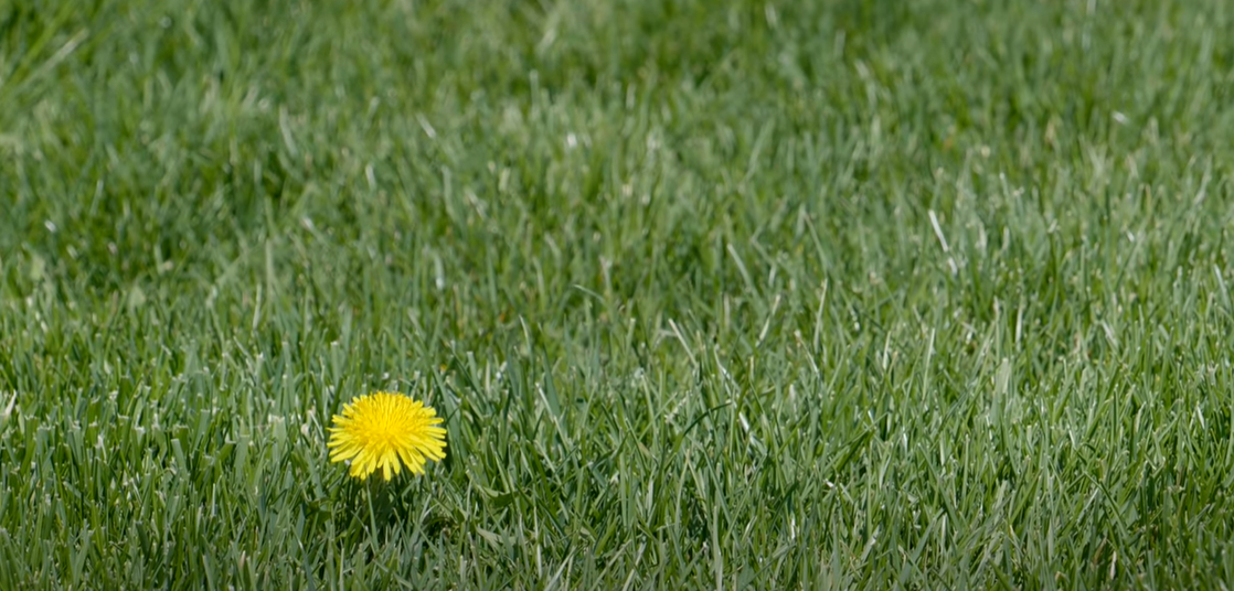The Best Time to Spray for Dandelions Grass Killer