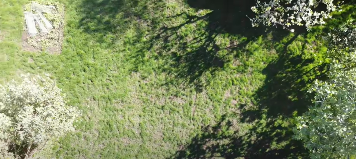 How to Revive Grass After Weed Killer? Grass Killer