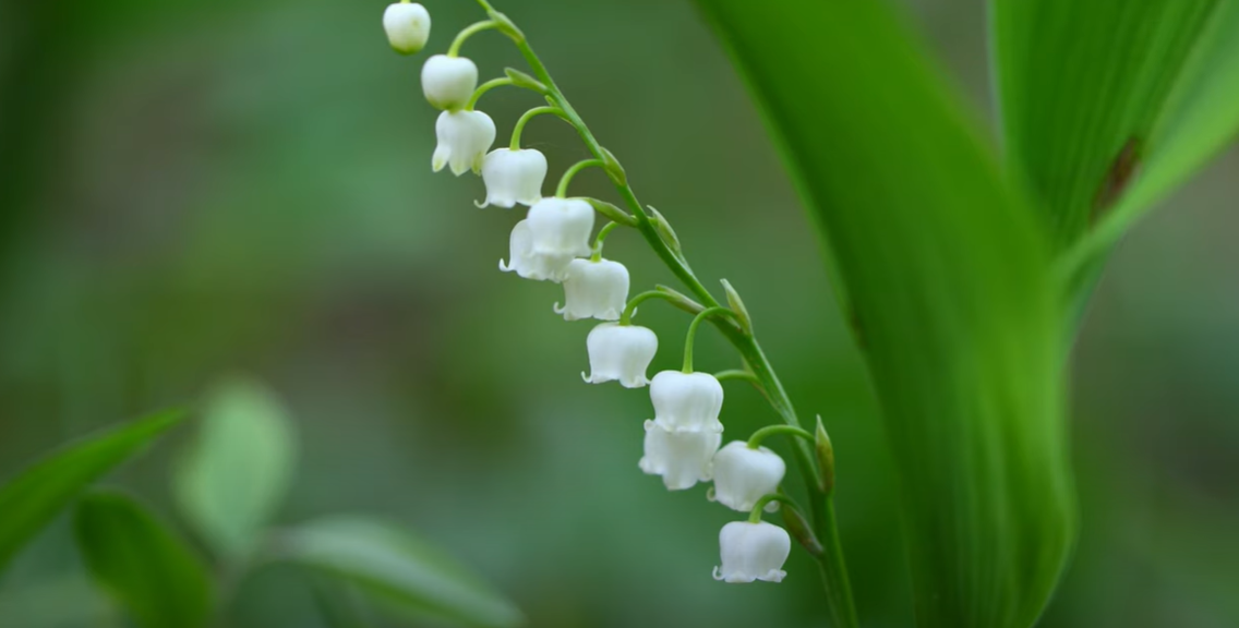 How to Get Rid of Lily of the Valley? Grass Killer
