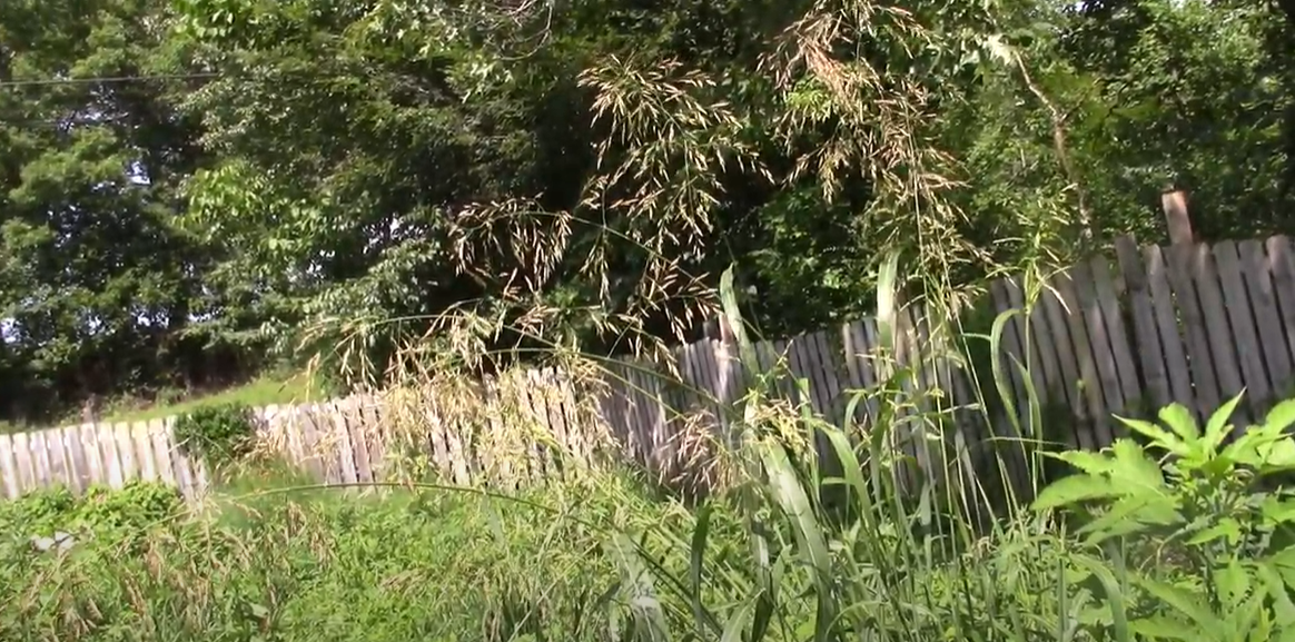 Will Vinegar Kill Johnson Grass? Grass Killer